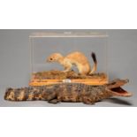 TAXIDERMY. STOAT, IN ACRYLIC CASE AND A LARGER MODEL OF A JUVENILE ALLIGATOR (2) Dusty. Alligator