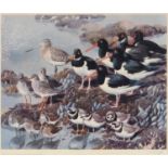 CHARLES FREDERICK TUNNICLIFFE  - SEA BIRDS, REPRODUCTION PRINTED IN COLOUR, SIGNED BY THE ARTIST
