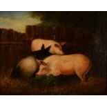 BRITISH NAÏVE ARTIST, 19TH C - THREE PIGS, OIL ON CANVAS, 28.5 X 36.5CM, MAPLE FRAME Some