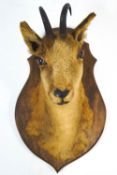 A taxidermy Alpine Chamois on an oak plinth,