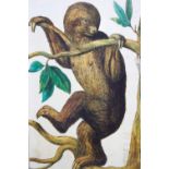 A hand-coloured copper line engraving of a sloth in a tree by P. Tanse