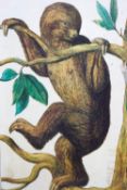 A hand-coloured copper line engraving of a sloth in a tree by P. Tanse