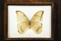 Three framed and glazed specimens of butterflies, to include the Atlas Moth,