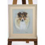 Marjorie Cox, pastel dog portrait 'Funzie', signed lower right and dated 1984,