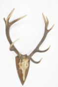 A pair of five point antlers mounted on an oak plaque,