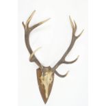 A pair of five point antlers mounted on an oak plaque,