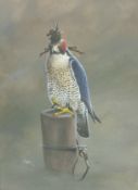 Andrew Ellis, born 1971, Peregrine Falcon, hooded and tethered with jesses to a perching post,