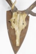 A pair of five point antlers mounted on an oak plaque,