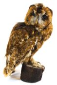 Taxidermy - A Tawny owl (Strix Aluco), mounted on a tree stump base,