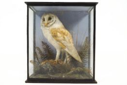 A taxidermy barn owl,