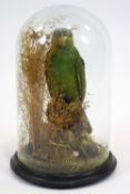 Taxidermy - An 'Amazon' parrot, naturalistically mounted on a mossy branch among foliage,