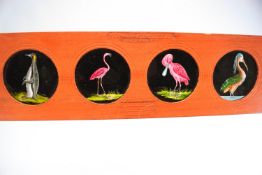 A group of magic lantern slides, to include Wilhelm Busch-Diogenes, exotic birds, animals,