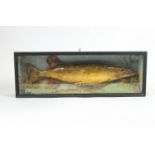 A taxidermy pike, in ebonised and glazed rectangular display case 54.