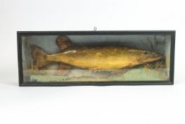 A taxidermy pike, in ebonised and glazed rectangular display case 54.