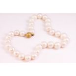 A single strand of cultured freshwater pearls measuring from 12.0mm to 15.0mm approximately.