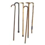 A walking stick with curved horn handle and white metal band,