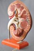 A late 20th Century retro vintage anatomical medical scale model depicting an oversized kidney
