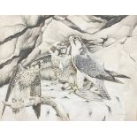 Andrew Ellis, born 1971, 'Lanner Falcons', gouache, signed and dated 87 lower right,