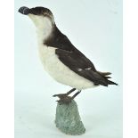 Taxidermy : A razor bill (alca torda), mounted on a naturalistic style rock,