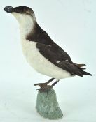 Taxidermy : A razor bill (alca torda), mounted on a naturalistic style rock,