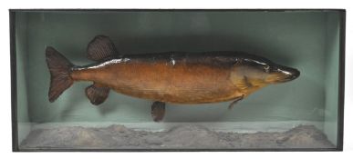 Taxidermy : A pike (esox lucius), in a naturalistic river bed setting,