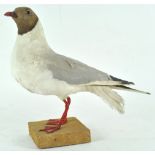 Taxidermy ; A black headed gull (chroicocephalus ridibundis), mounted on a wood block,