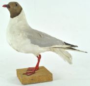 Taxidermy ; A black headed gull (chroicocephalus ridibundis), mounted on a wood block,