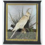Taxidermy : A collared dove (streptopilia decaocto),mounted on a naturalistic base with fern,