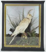 Taxidermy : A collared dove (streptopilia decaocto),mounted on a naturalistic base with fern,