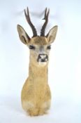 Taxidermy : A roe deer head (caprelos caprelos),