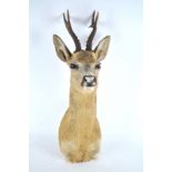 Taxidermy : A roe deer head (caprelos caprelos),