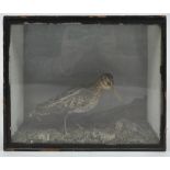 Taxidermy : A curlew (numenius arquata), on a naturalistic base with moss,