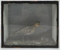 Taxidermy : A curlew (numenius arquata), on a naturalistic base with moss,