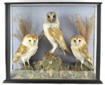 Taxidermy : Three barn owls (tyto alba) on a naturalistic base with grass in a glazed cabinet,