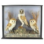 Taxidermy : Three barn owls (tyto alba) on a naturalistic base with grass in a glazed cabinet,