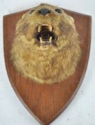 Taxidermy : An otter head (lontra canadensis), mounted on a panel,