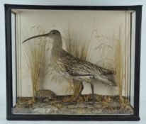 Taxidermy : A curlew (numenius), on a naturalistic wood and grass base, in a glazed case,