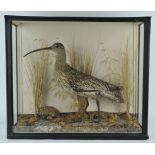 Taxidermy : A curlew (numenius), on a naturalistic wood and grass base, in a glazed case,