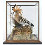 Taxidermy : A Hoopoe (upupa epops), on a naturalistic cork and grass base, in a glass case,
