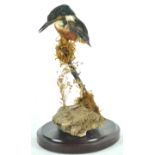 Taxidermy : A kingfisher (alcedo atthis), on a naturalistic rock and moss base,