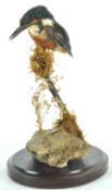 Taxidermy : A kingfisher (alcedo atthis), on a naturalistic rock and moss base,
