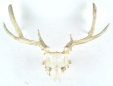 A pair of antlers, un-mounted,