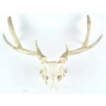 A pair of antlers, un-mounted,