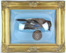 Taxidermy : A Jay, perched on a pine cone, in a gilt frame with domed glazing,