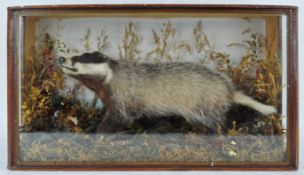 Taxidermy : A badger (meles meles), in a naturalistic setting with grasses, in a glazed case,