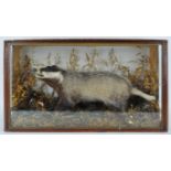 Taxidermy : A badger (meles meles), in a naturalistic setting with grasses, in a glazed case,
