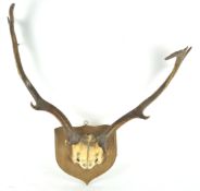 A pair of antlers mounted on an oak board,