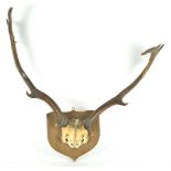 A pair of antlers mounted on an oak board,