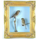 Taxidermy : A pair of linnets (linaria cannabina), on branches in a gilt frame,