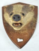 Taxidermy : A badger head (meles meles), mounted on a panel marked (?) Heathayne 13.9.